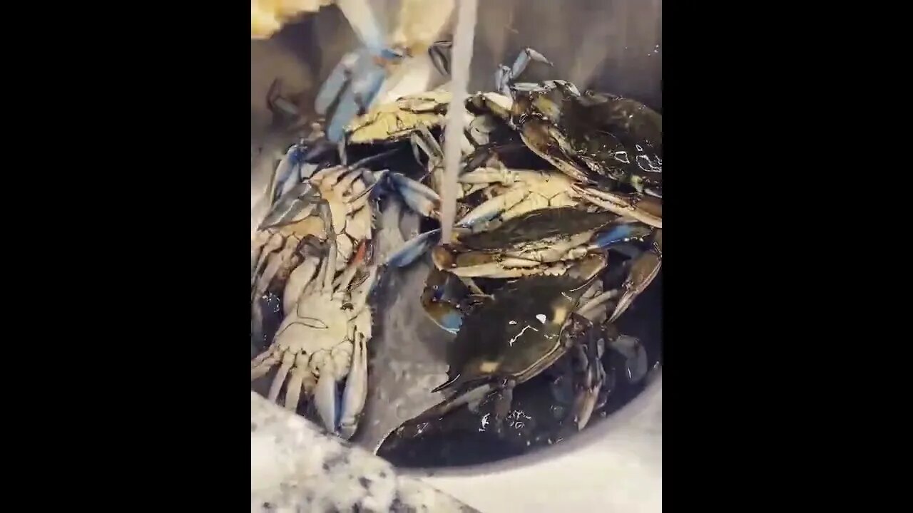 Live raw crabs | @chefgreenhawkins on IG 🦀 #shorts #crab #raw #live