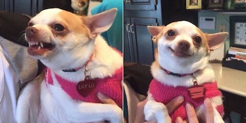 FURIOUS DOG