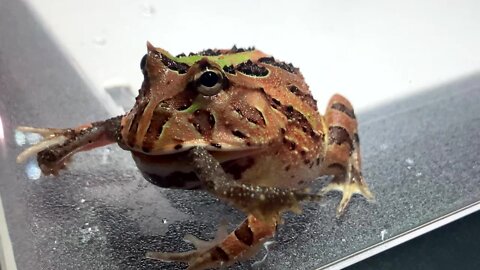 PACMAN FROG Eats Wild Caught Frog! Frog Eat Frog!