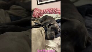 The bed?!?!? #shorts #dogs #love #shortsvideo #dog #kids #doglover