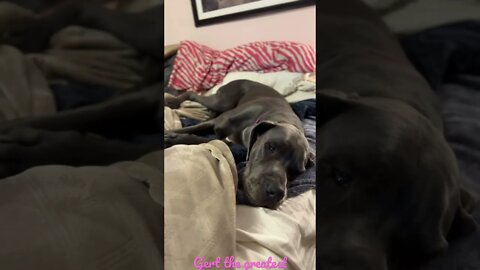 The bed?!?!? #shorts #dogs #love #shortsvideo #dog #kids #doglover