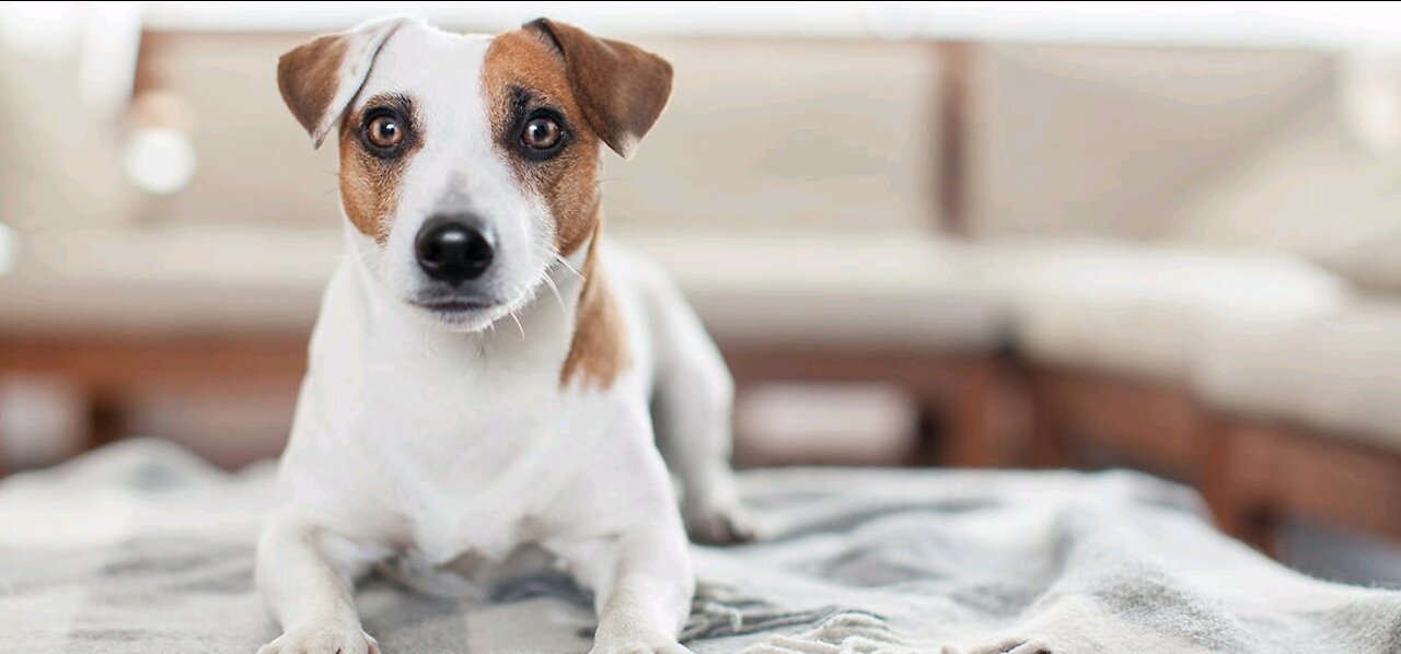Dogs' Reactions when they are guilty
