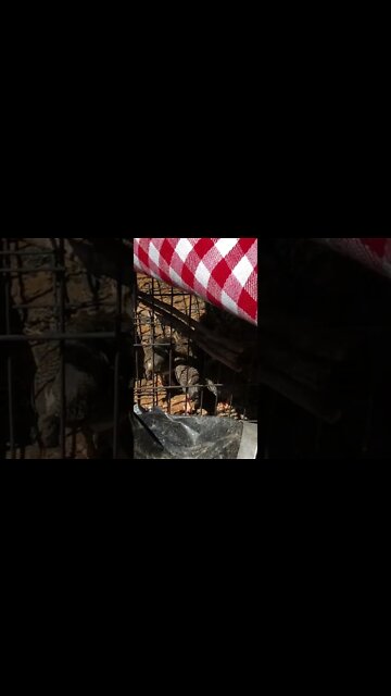 Guinea fowl keets less scared of me Day 12 - 7 weeks old