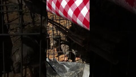 Guinea fowl keets less scared of me Day 12 - 7 weeks old