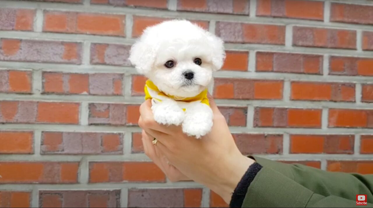 Bichon Frise Overload | Cute Puppy Video | Teacup Puppies