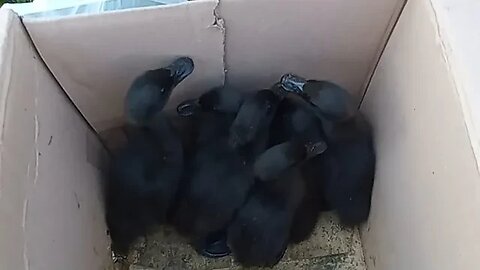 Кормлю своих уток натуральными продуктами из моего сада🍇😁|#viral #farming #food #video #agriculture