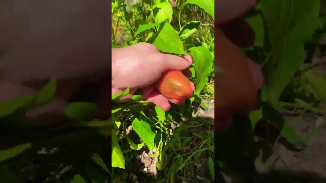 Working in the garden picking spicy bois