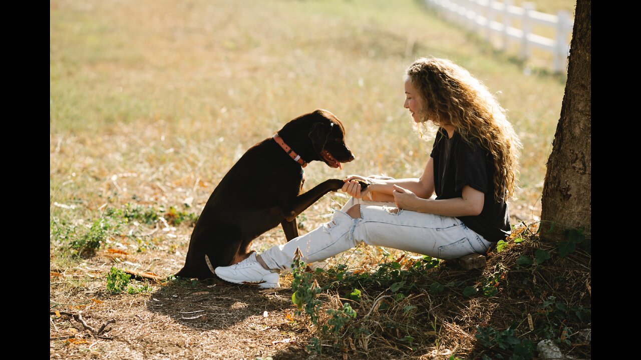 How To Train A Puppy Golden Retriever With Positive Reinforcement