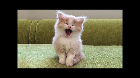 Best Funny Cats and Dogs Compilation #7