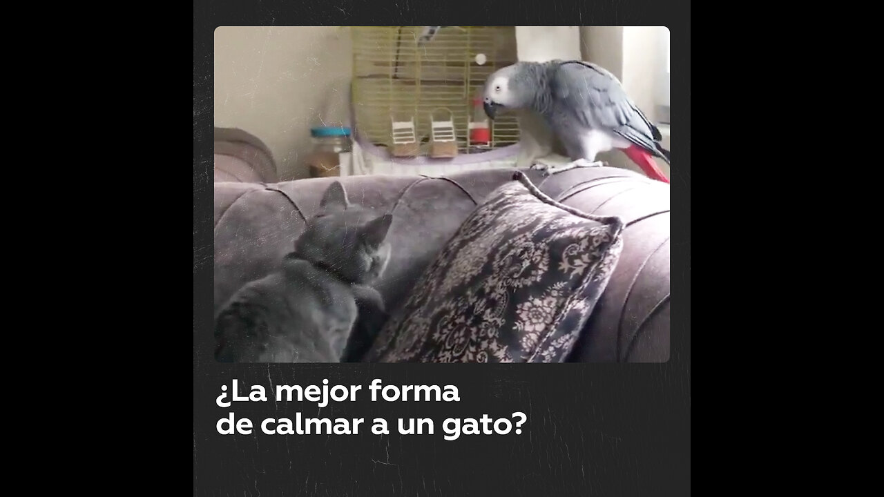 Un loro imita la voz humana para tranquilizar a un gato