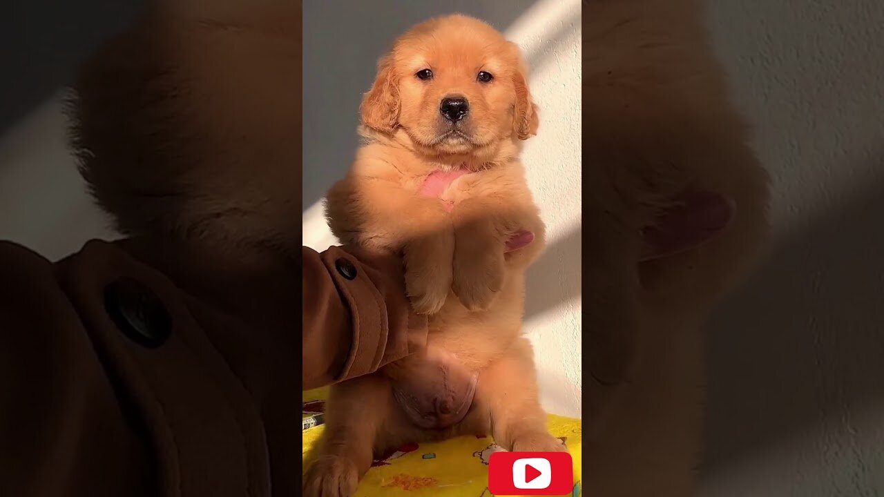 So Cute Puppy | #Shorts🐶❤️️ Golden Retriever