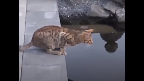 Cute and Funny Wet Cats "Pet" Video (Cat, Dog and friend’s videos)