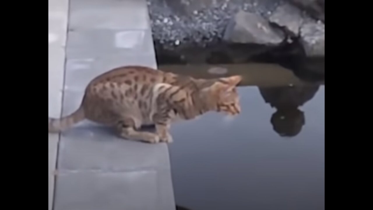 Cute and Funny Wet Cats "Pet" Video (Cat, Dog and friend’s videos)