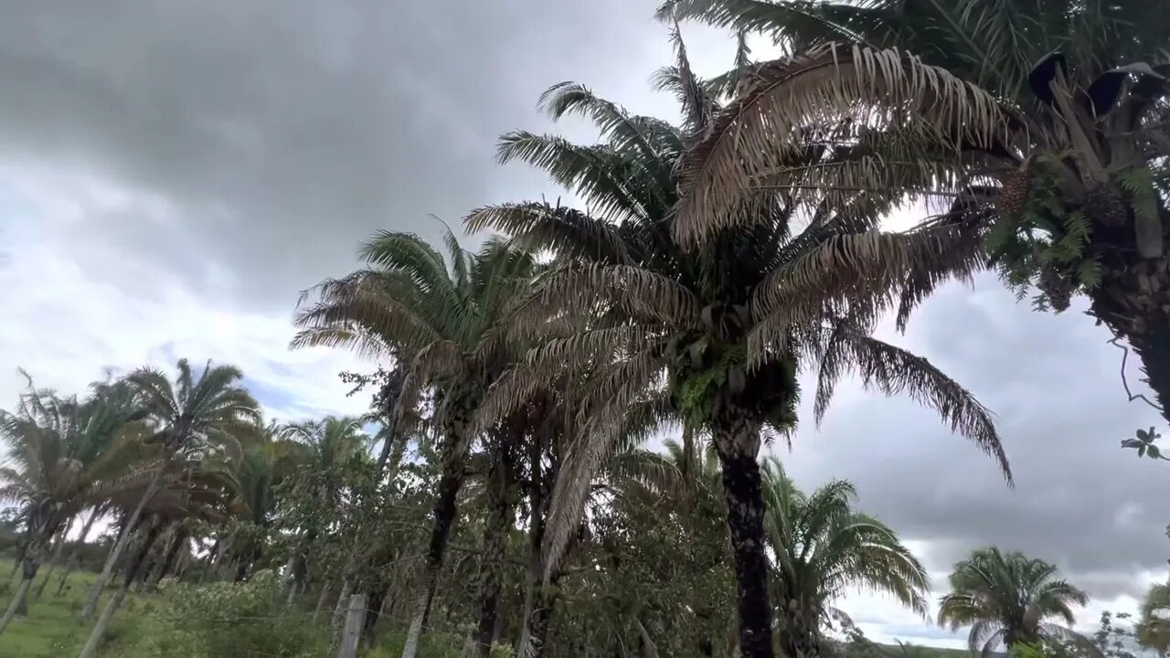 Som de Vento nas Palmeiras, Efeito Sonoro