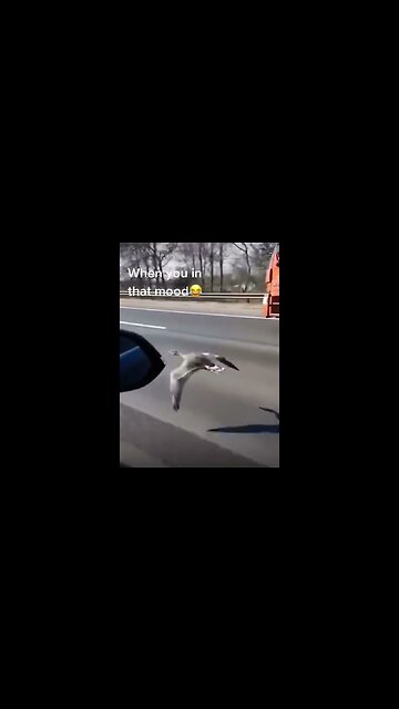 FUNNY MEME | RANDOM ROADHOUSE