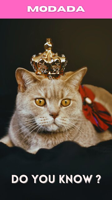 Did You Know ? Why Cats Somersault?