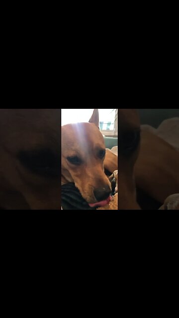 Things Dasher Destroyed : Peant Butter Bone #shorts #puppy #dog #bones #chewtoy #dasher