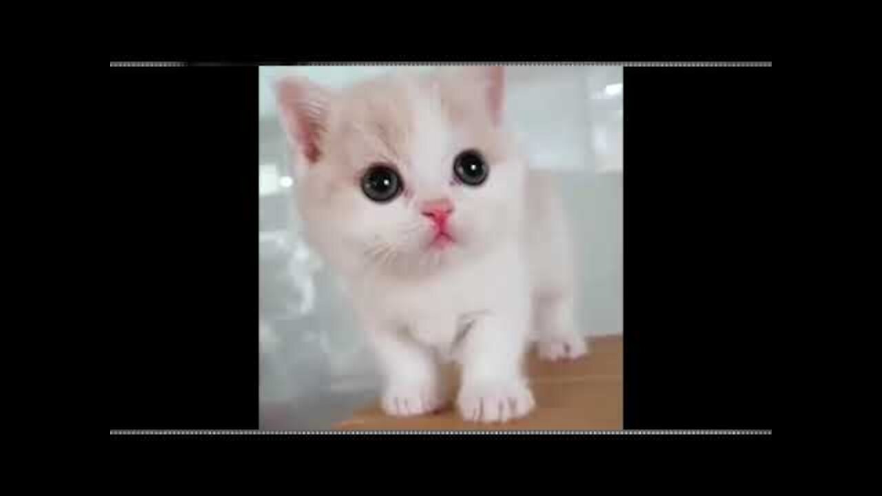 CUTEST CATS - Funny and Cute Cat Compilation CS23-