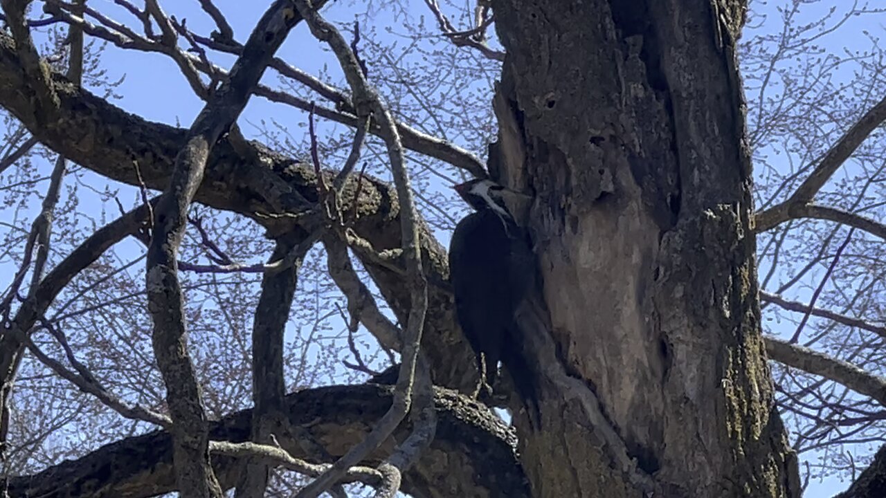 Pileated wood pecker James Gardens