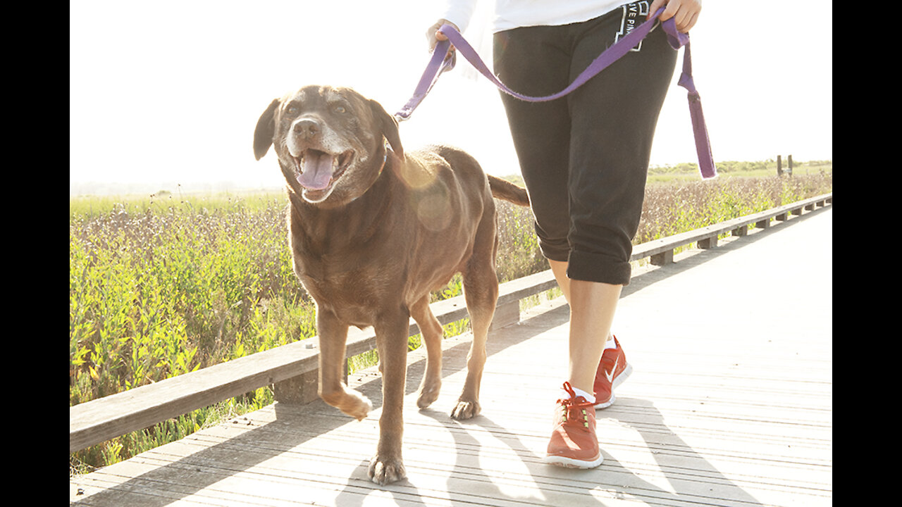 How to teach your dog to walk on a leash