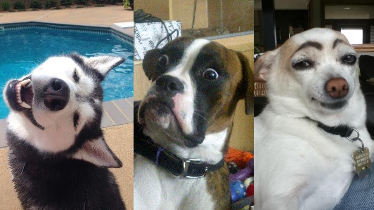 Funny Puppies and Smart Dogs Never Seen Before | Can you believe it?