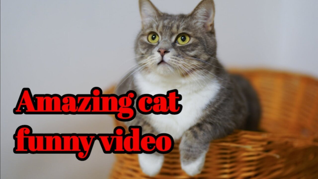 Amazing cat funny video 2022