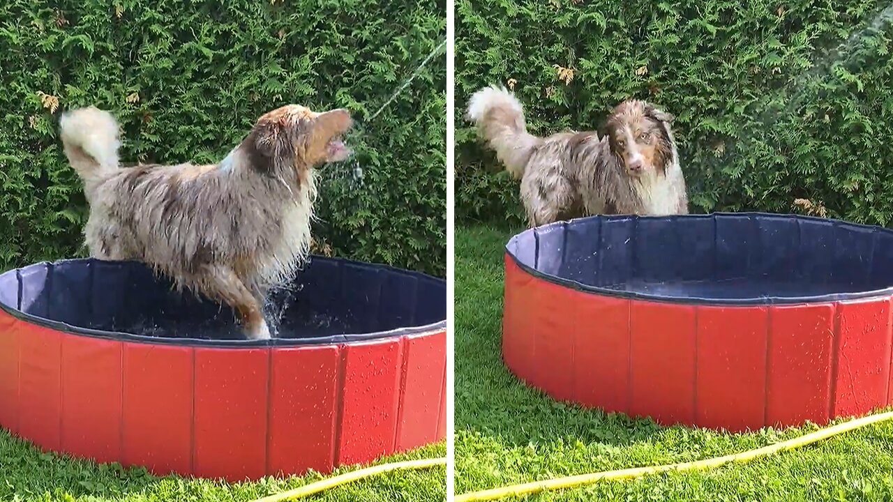 Aussie Doggy Loves To Play In The Pool