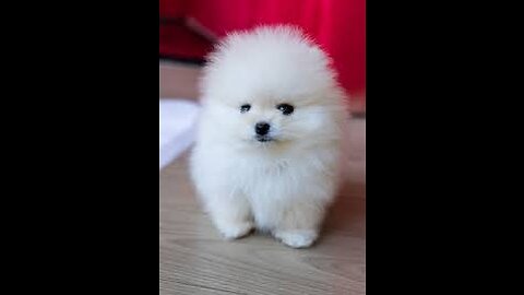 Funny and Cute Pomeranian