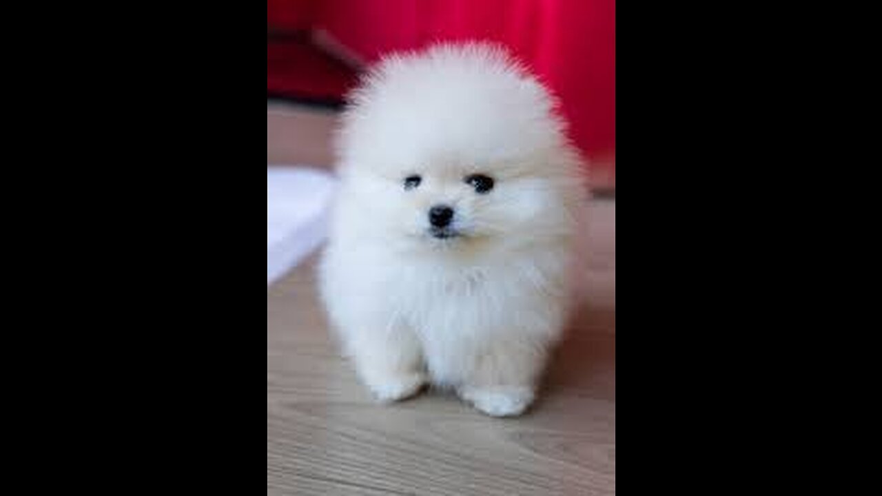 Funny and Cute Pomeranian