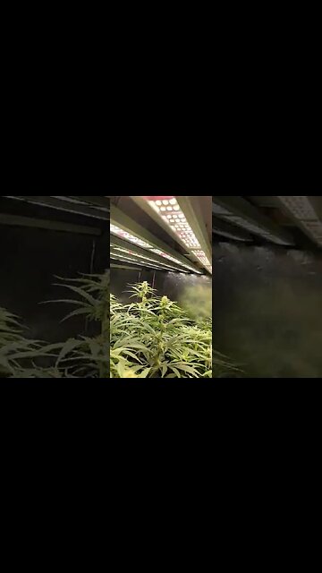 Them: you can't run 1500ppfd....... Me: I'm already doing it 🤷‍♂️ #shorts