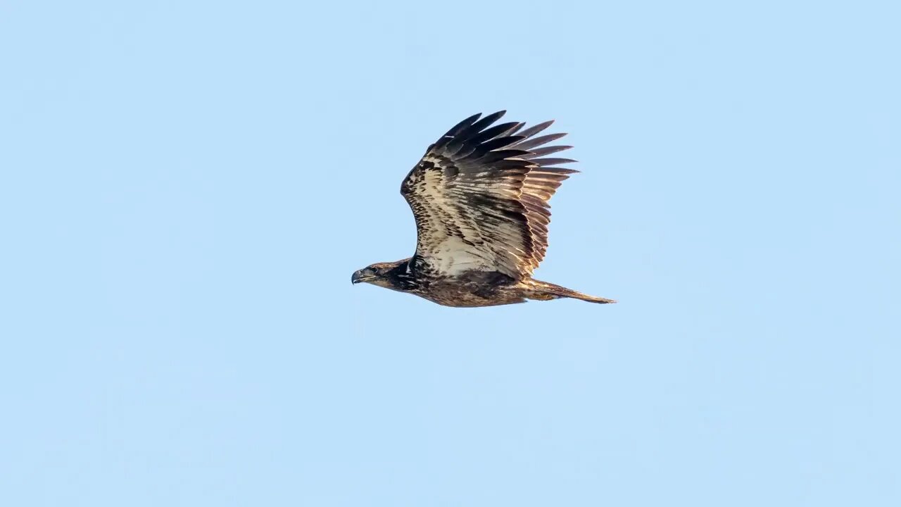 Bald Eagle, 150- Frame Animation, Sony A1/Sony Alpha, 4k