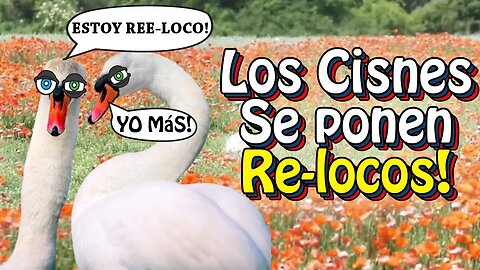 Los Cisnes Se Dr0g4n con Amapolas!