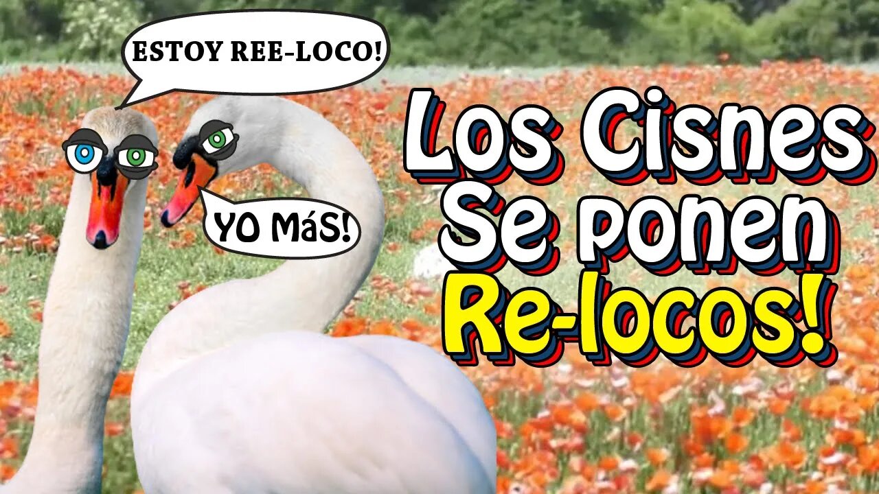 Los Cisnes Se Dr0g4n con Amapolas!