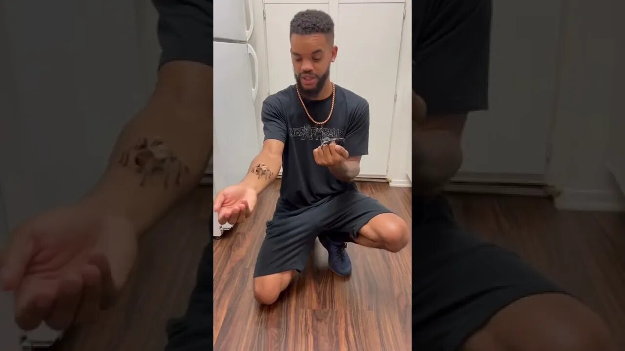 Tarantula Or Scorpion? 🦂🕷