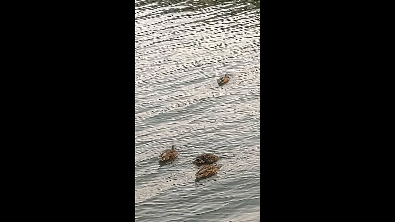 Ducks in the Bay