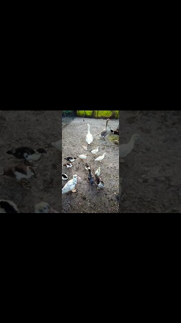 Ducklings in a pen with geese looking after them