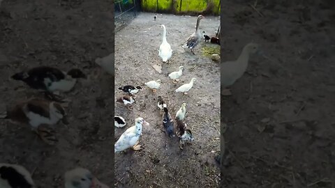 Ducklings in a pen with geese looking after them