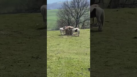 Old Mare HORSE not impressed with my PRESENT