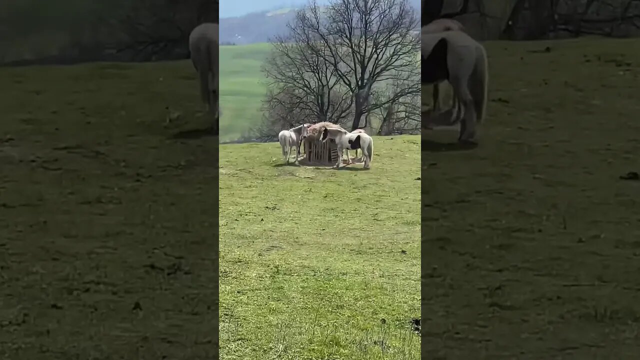 Old Mare HORSE not impressed with my PRESENT