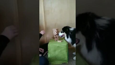 #dogs #dog #viral #fyp #shorts #short #reels #reel #funny #nature #funnymoments #funnydogs #puppy 17