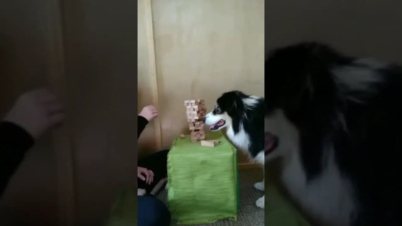 #dogs #dog #viral #fyp #shorts #short #reels #reel #funny #nature #funnymoments #funnydogs #puppy 17