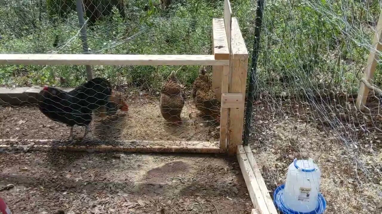 The Chicks are in their new coop