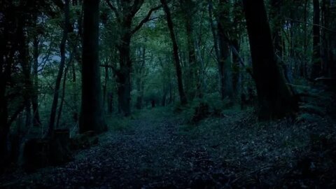 Sleep - Stroll Through the Woods at Dusk on a Summer's Eve -