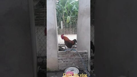 my rooster crows very loudly