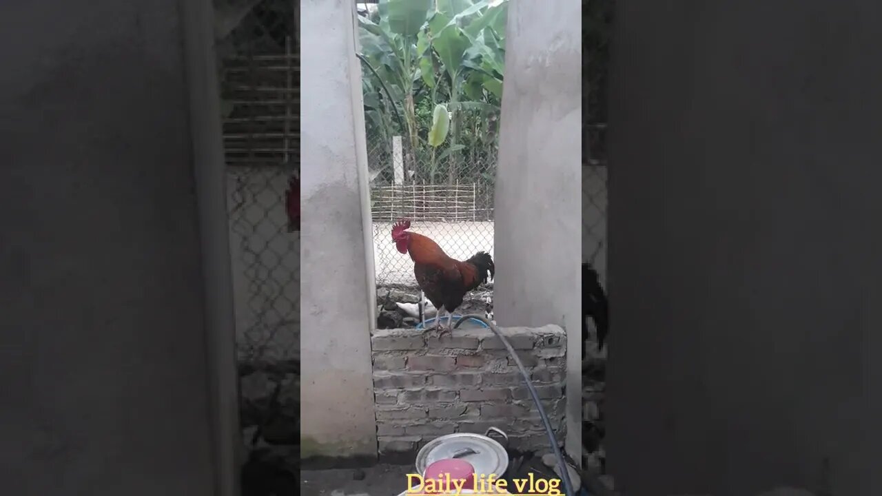 my rooster crows very loudly