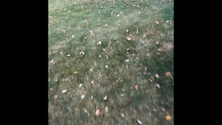 Paper bags for leaves