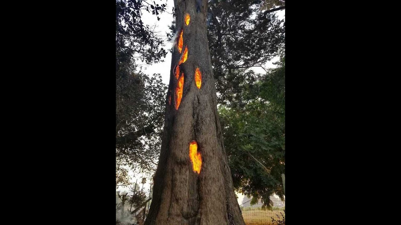 Lava inside a tree