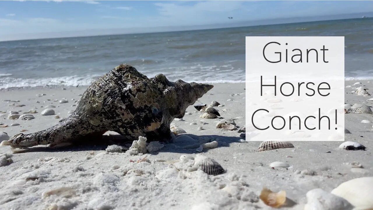 I Found a Giant Shell! Surprise Horse Conch Found on Keewaydin Shell Tour.