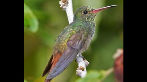 Hummingbirds Hum When They Fly 🎶 Kids Hummingbird Song 🎶 Kids Animal Song 🎶 Children Love to Sing