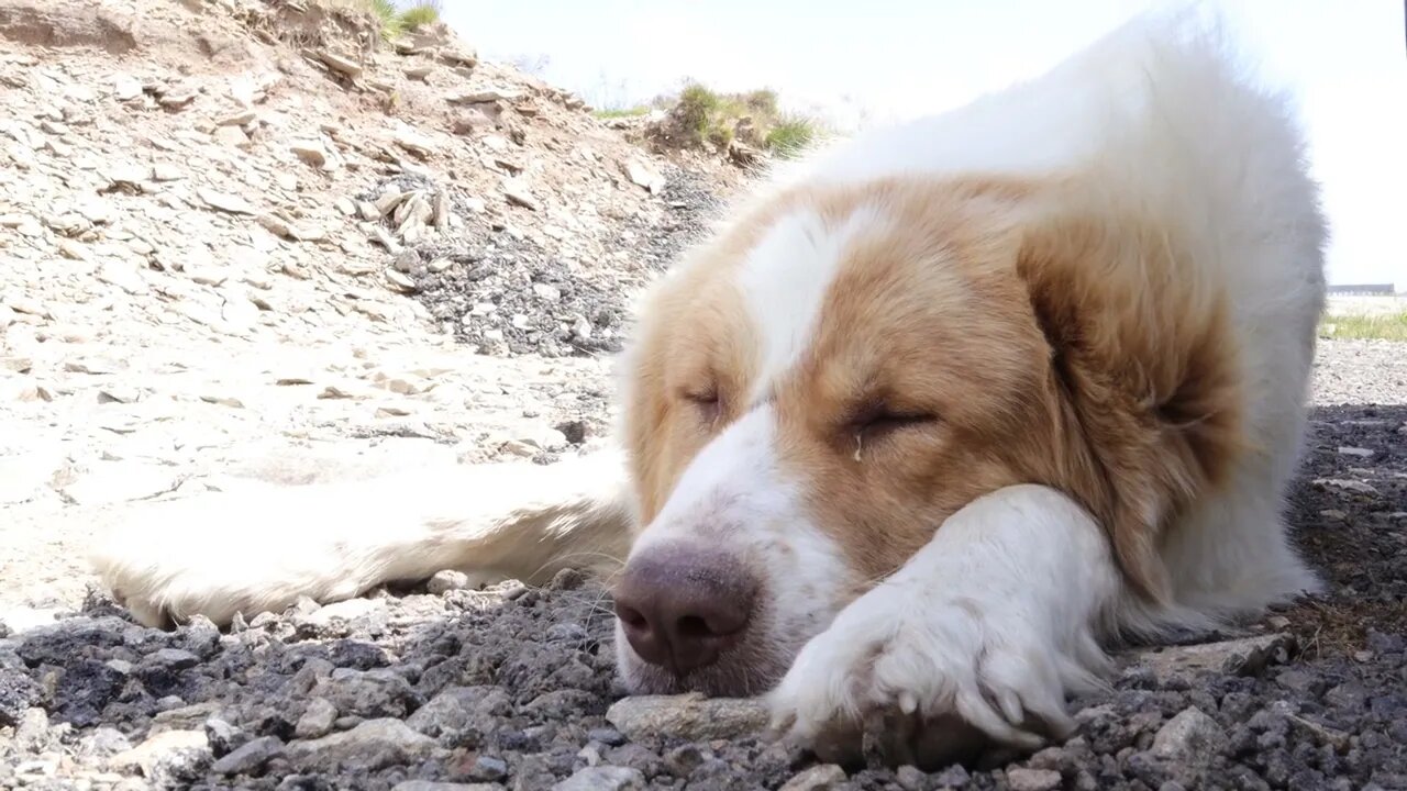 A Cute White Shepherd Dog